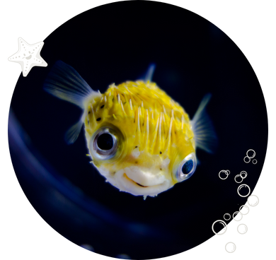 A close-up image of a puffer fish with a whimsical expression, highlighted against a dark blue backdrop with bubbles and a cartoonish star, encapsulating the fun and unique aspects of starting an aquarium.