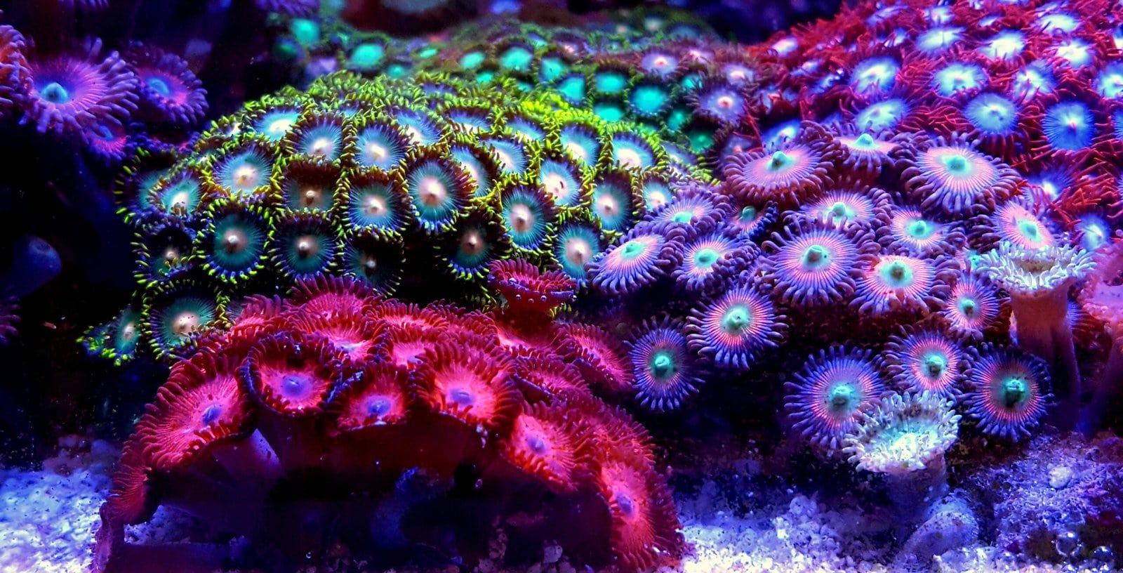 Zoanthus-Coral-scaled