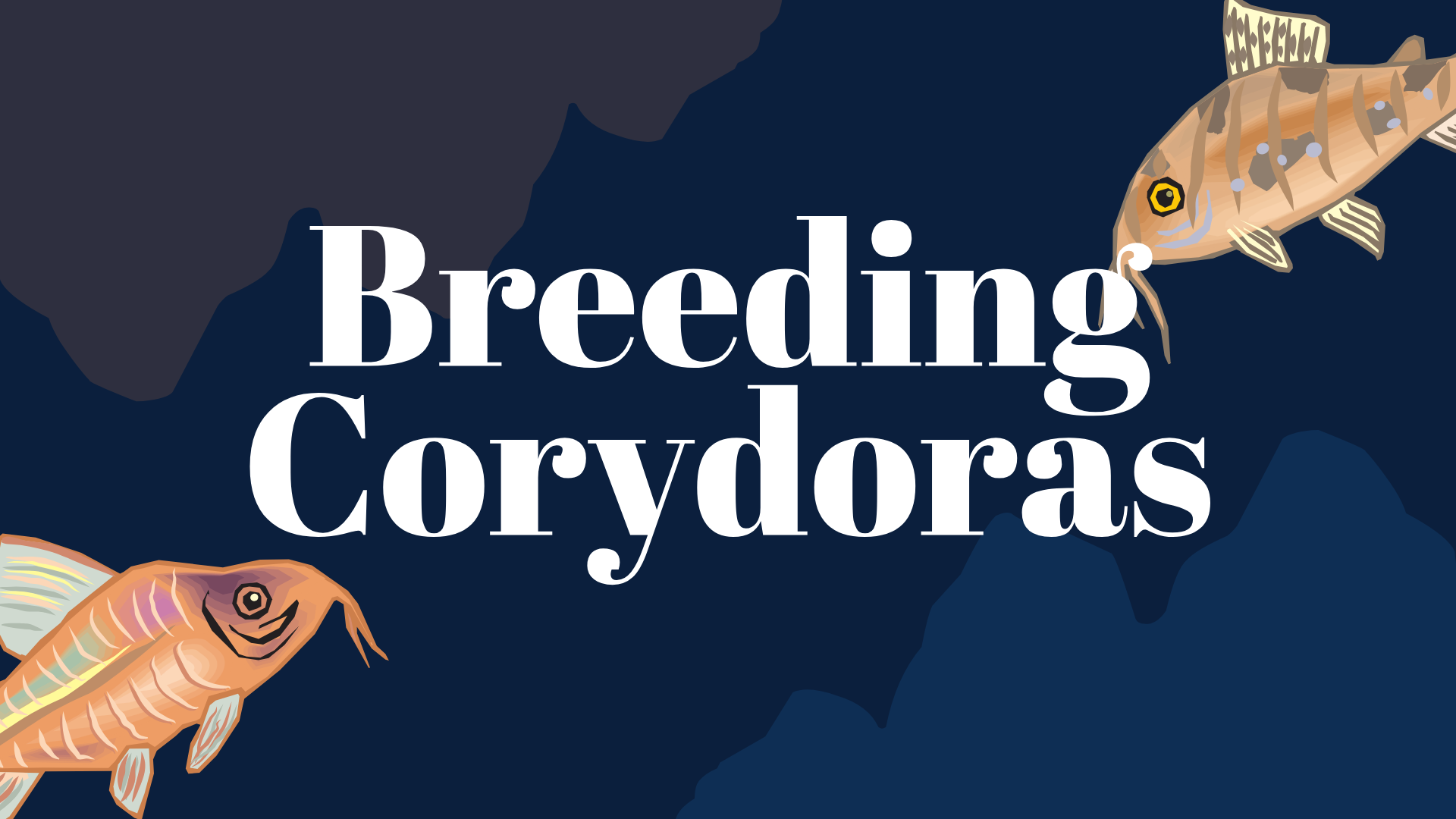 Breeding Corydoras Catfish