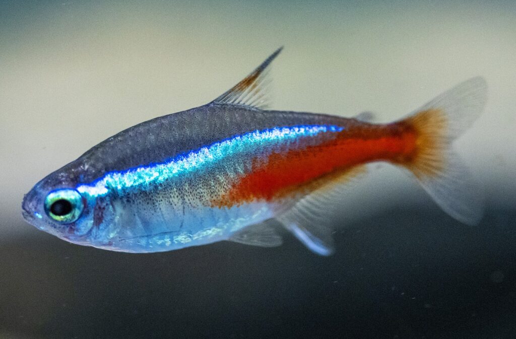 neon-tetra