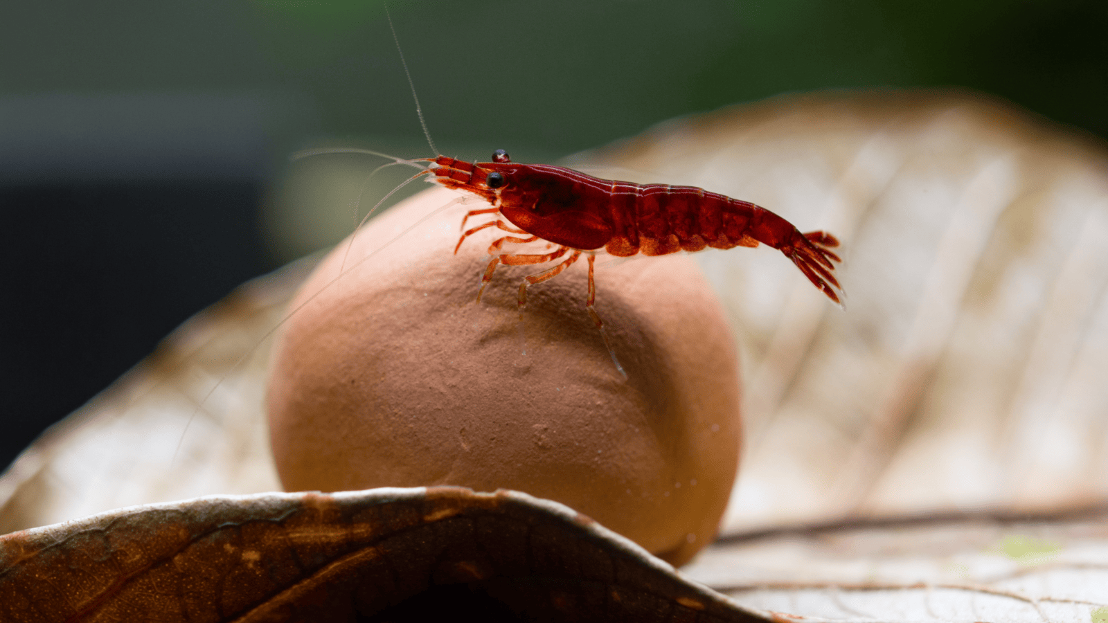 red-cherry-shrimp