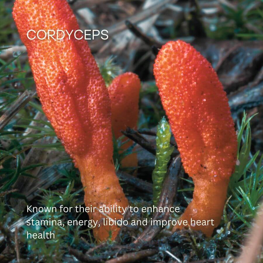 cordyceps mushrooms benefits energy