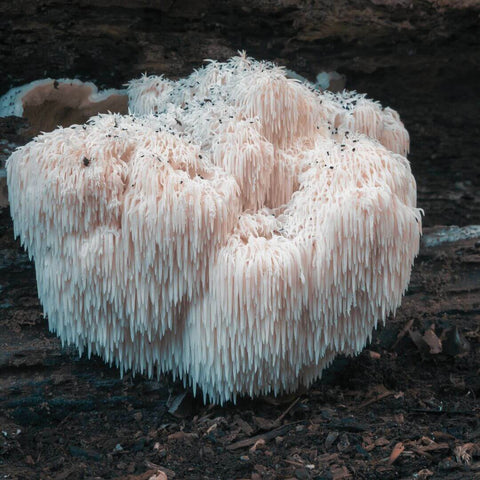 lion's mane mushroom