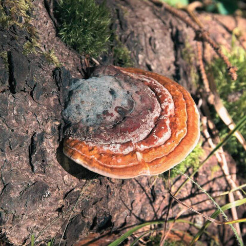 Reishi mushrooms for sleep and relaxation