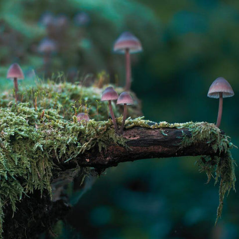 mushroom blends for health