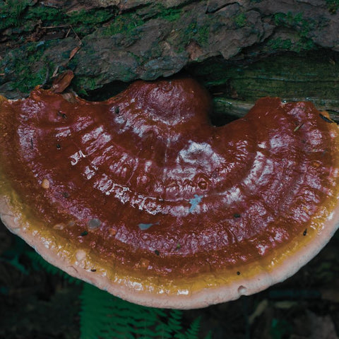 Reishi mushroom anxiety stress sleep aid benefits