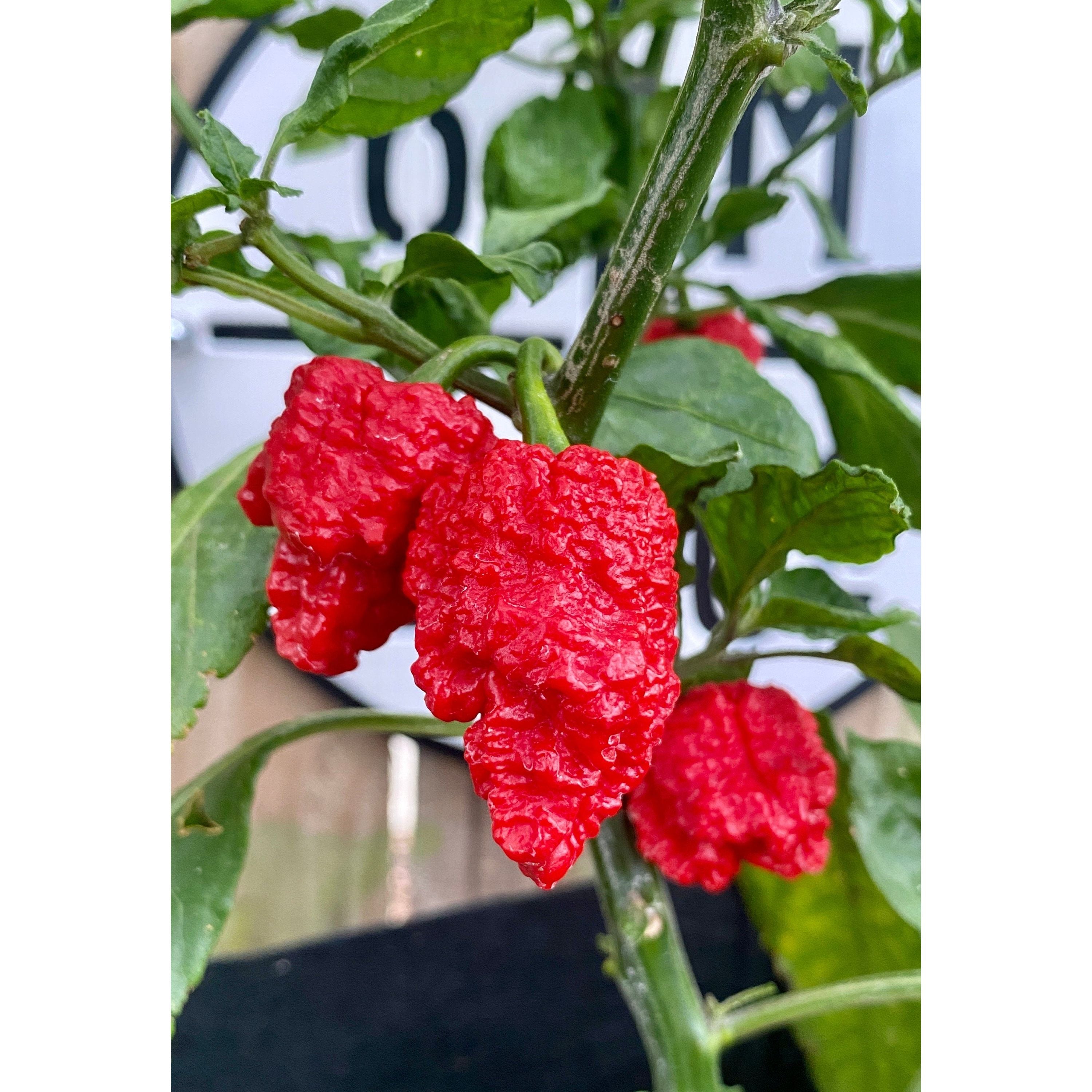 Dragons Breath Hot Pepper Seeds - Six Mile Supply product image