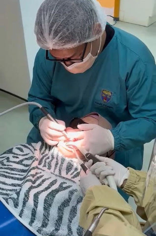 Dentist performing a dental procedure on a patient using the dental burs sold by mr bur the best international dental bur supplier