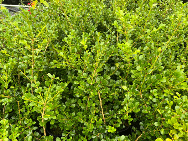 Dwarf Box Hedging Plants - Buxus Microphylla Rococo Hedges - Dwarf