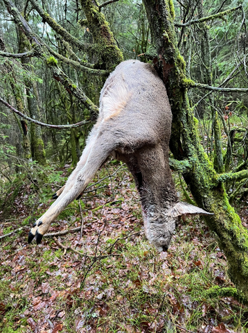 Upphängt djur i träd