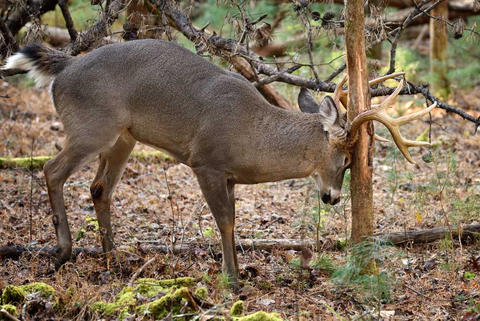 Where to place your trail camera