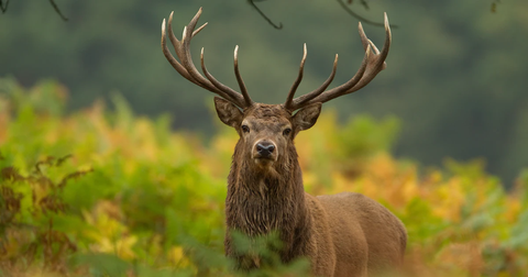 About Your Preys: Hunters Should Know