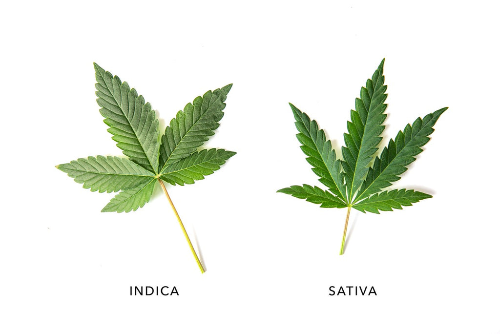 Listy konopí odrůdy Indica a Sativa