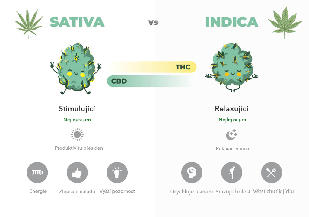 Vyobrazení rozdílů mezi odrůdou konopí Sativa a Indica