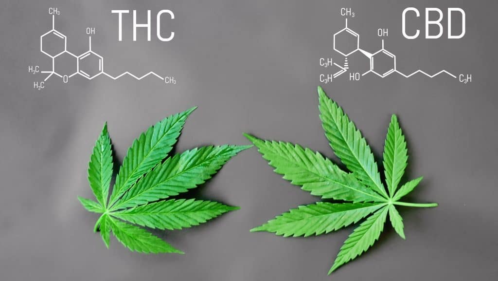 Listy a chemický vzorec kanabinoidů THC a CBD