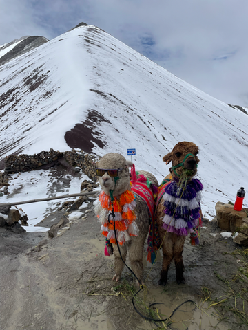 Two alpacas dressed in colorful attire at Rainbow Mountain in Peru