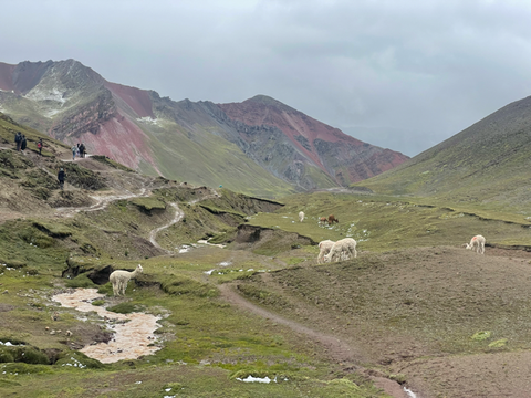 A valley view with llamas and alpacas grazing in the fields at Rainbow Mountain in Peru