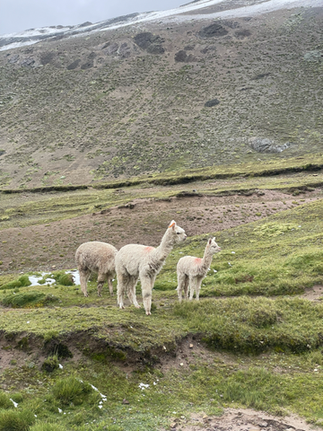 A close of alpacas grazing at Rainbow Mountain in Peru