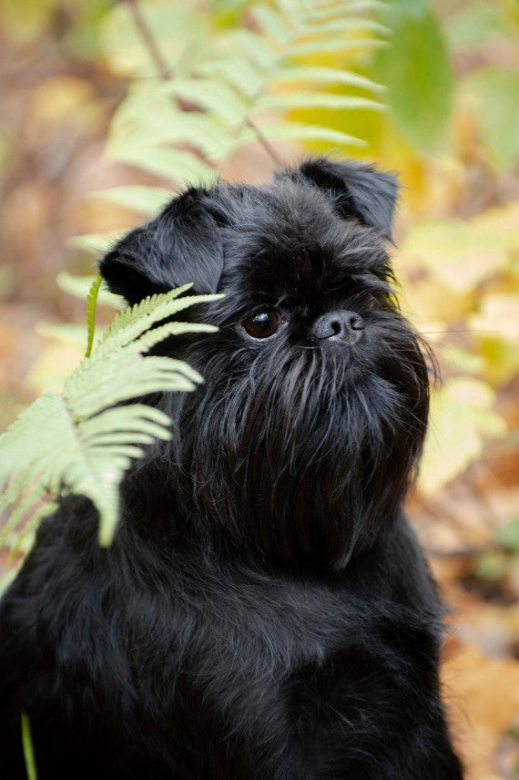 are brussels griffons intelligent dogs