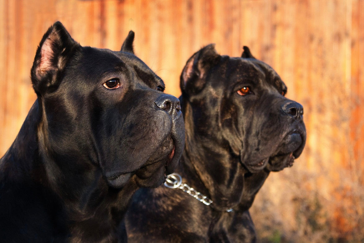 Buy Cane Corso Snubbies & Get 10% Off + 20% AutoShip Subscriptions + Free  Shipping