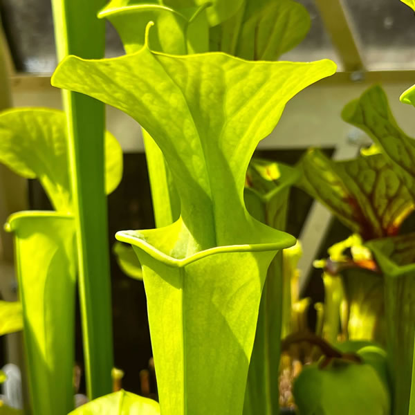 Sarracenia flava var. maxima