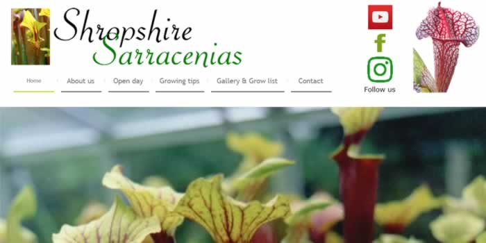 Shropshire Sarracenias