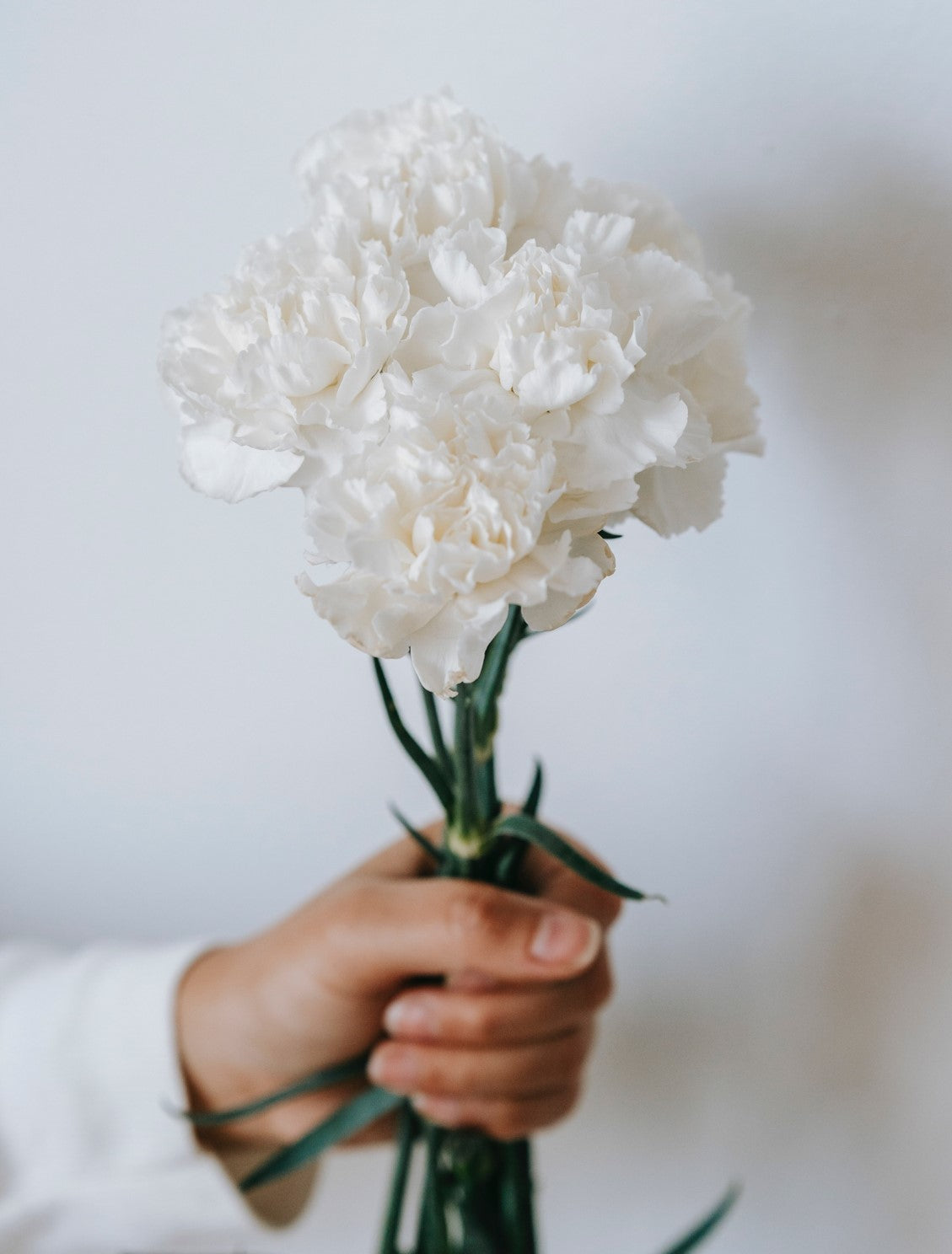 White Carnations