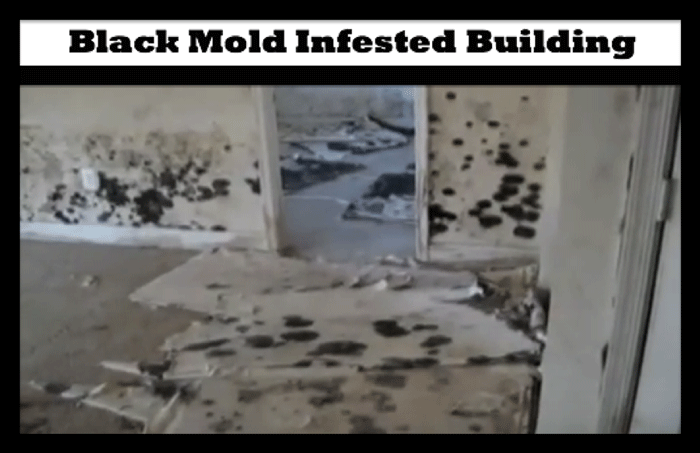 black mold infested building