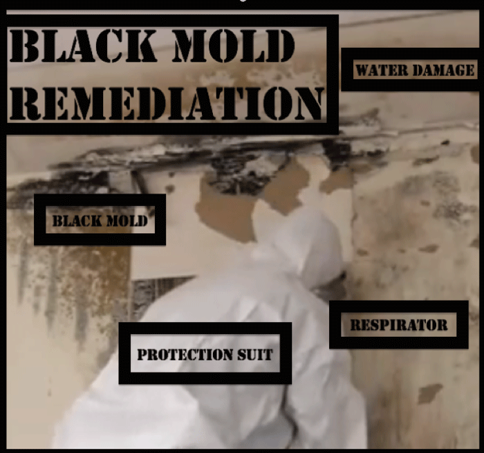 black mold remediation