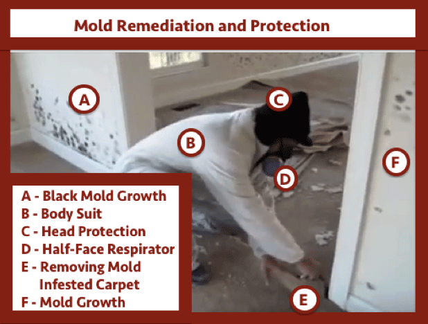 mold remediation and protection