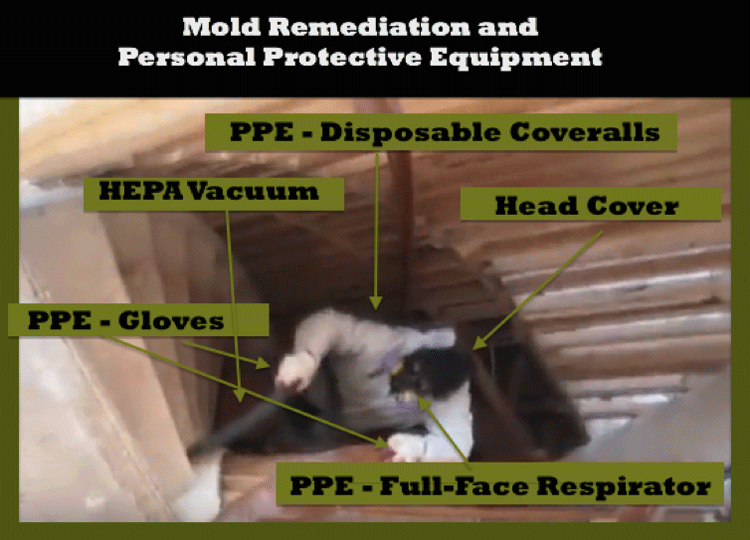 mold remediation and personal protective equipment