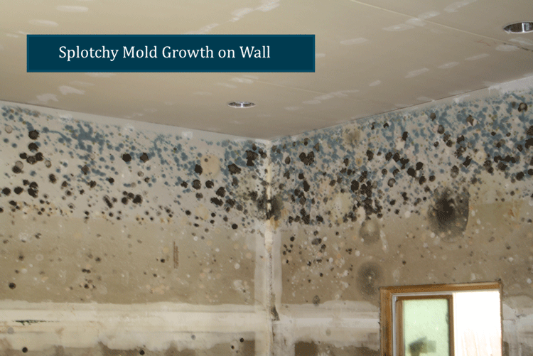 Splotchy Mold Growth on Wall