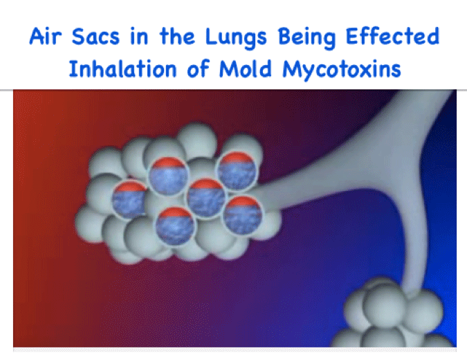 mycotoxins affecting air sacs in lungs