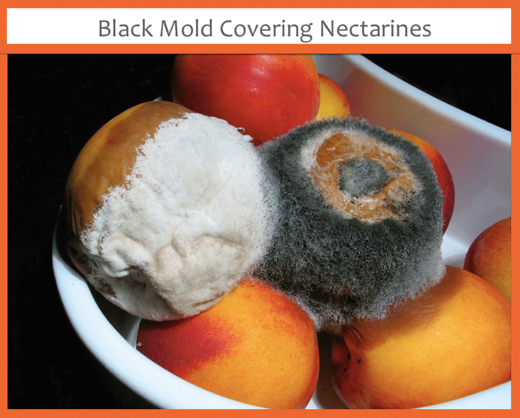 black mold nectarines