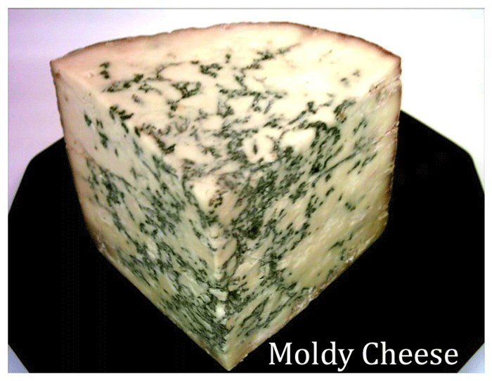 moldy cheese