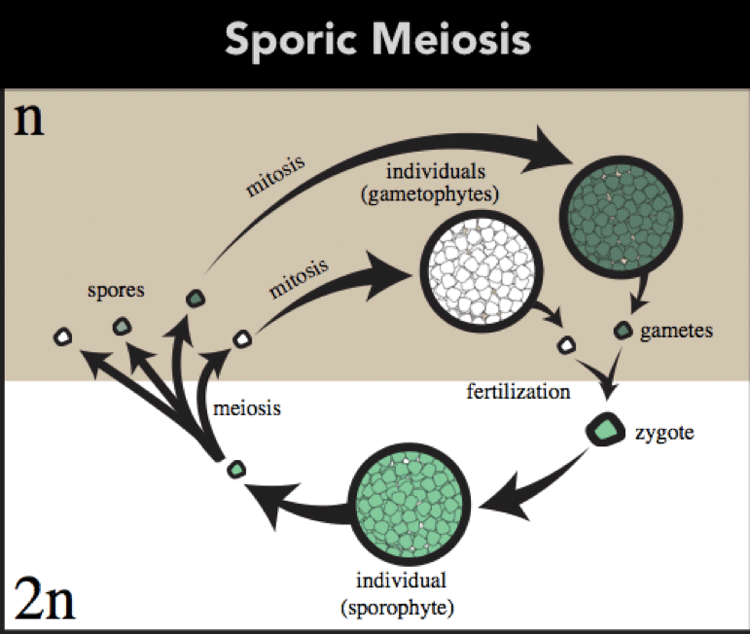 sporic meiosis