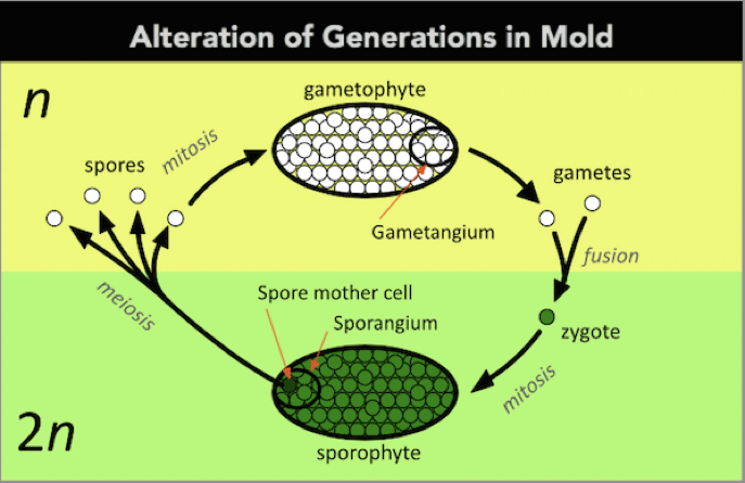 alteration of generations in mold