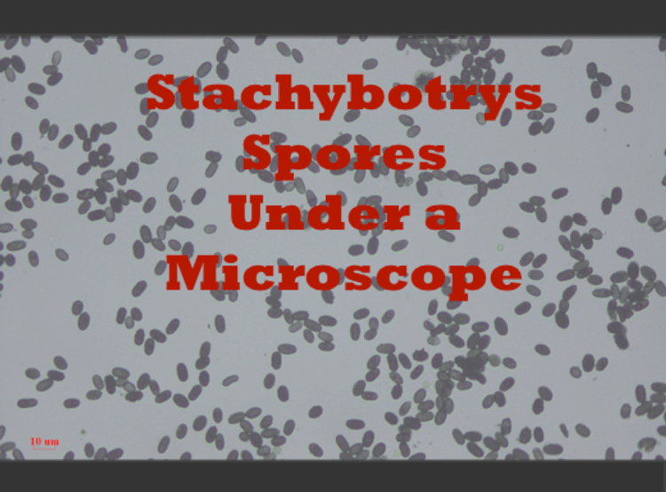 stachybotrys spores under a microscope