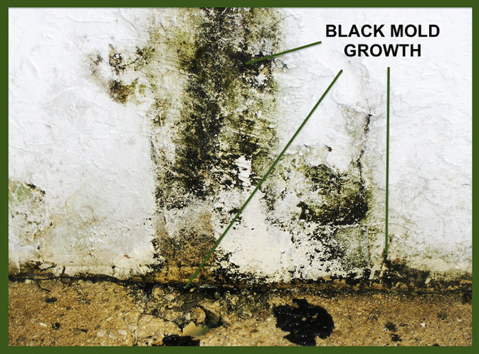 black mold growth