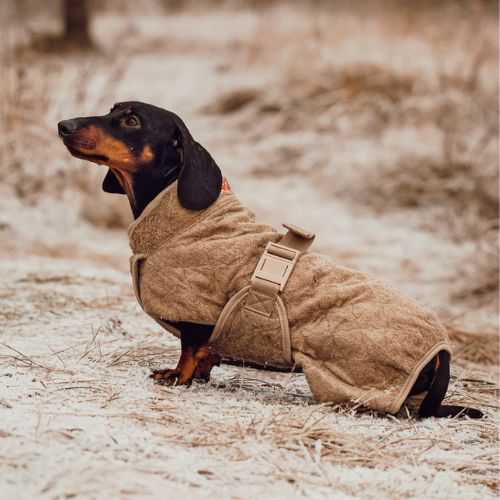 Dachshund Carlo in the Siccaro Smart drying coat at the beach with the ClickLock buckle clear in view around the stomach