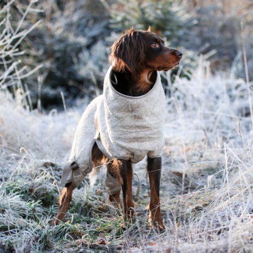 Epagneul Picard dog in the Siccaro Solution drying coat in frost weather in winter