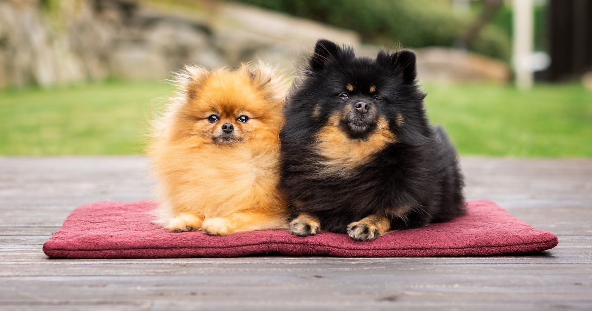 two small dogs rest on the FlexDog drying mat