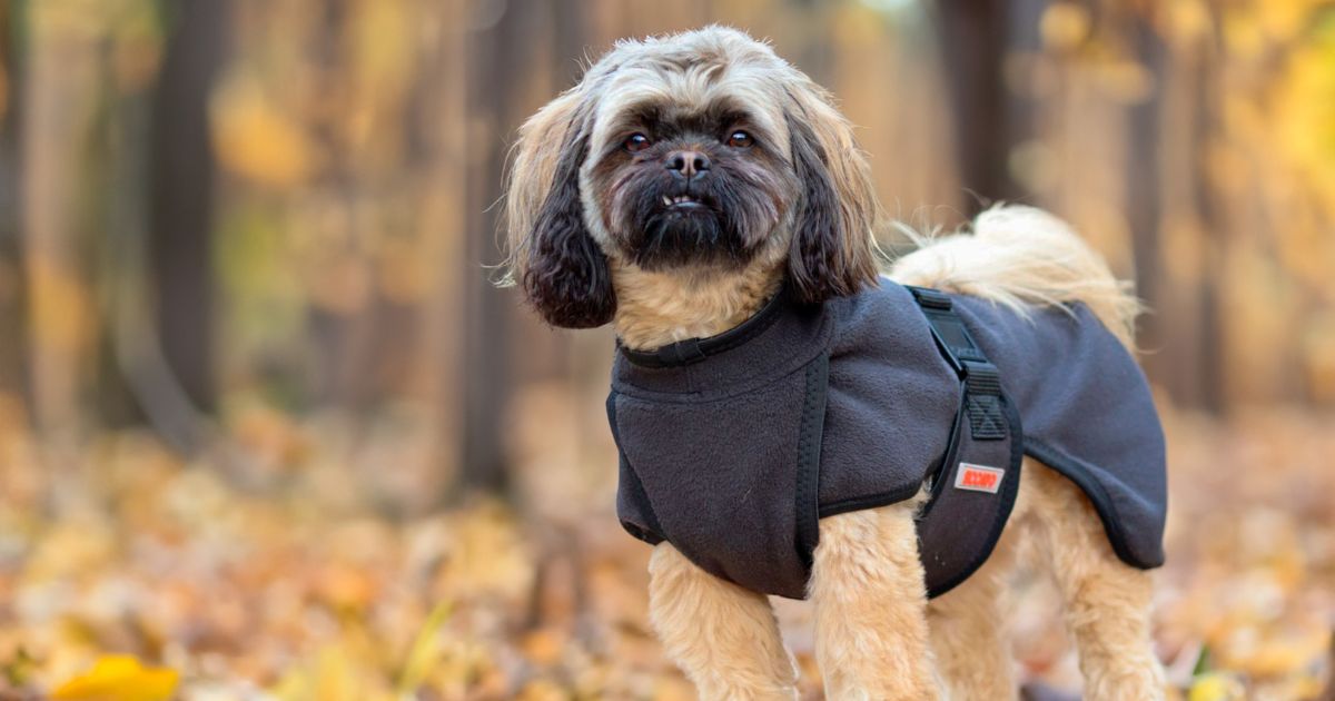 Small dog wears the Recovery coat