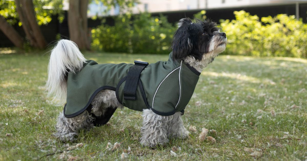 small dog wears the Rainforce rain jacket
