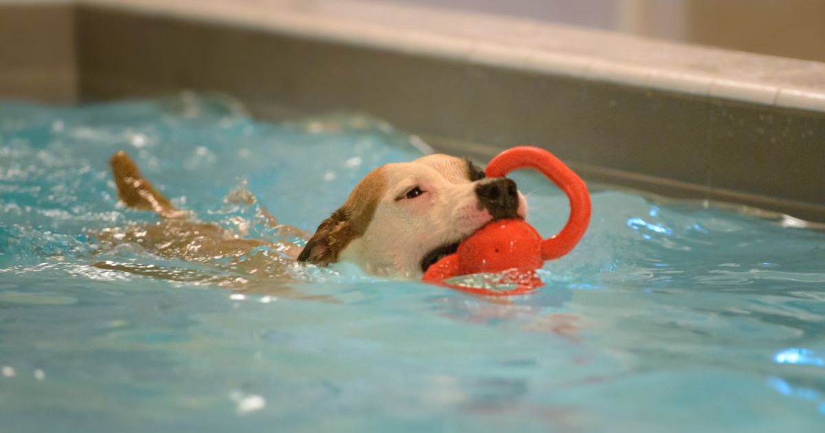 Keyla swimming with a dog toy in her mouth