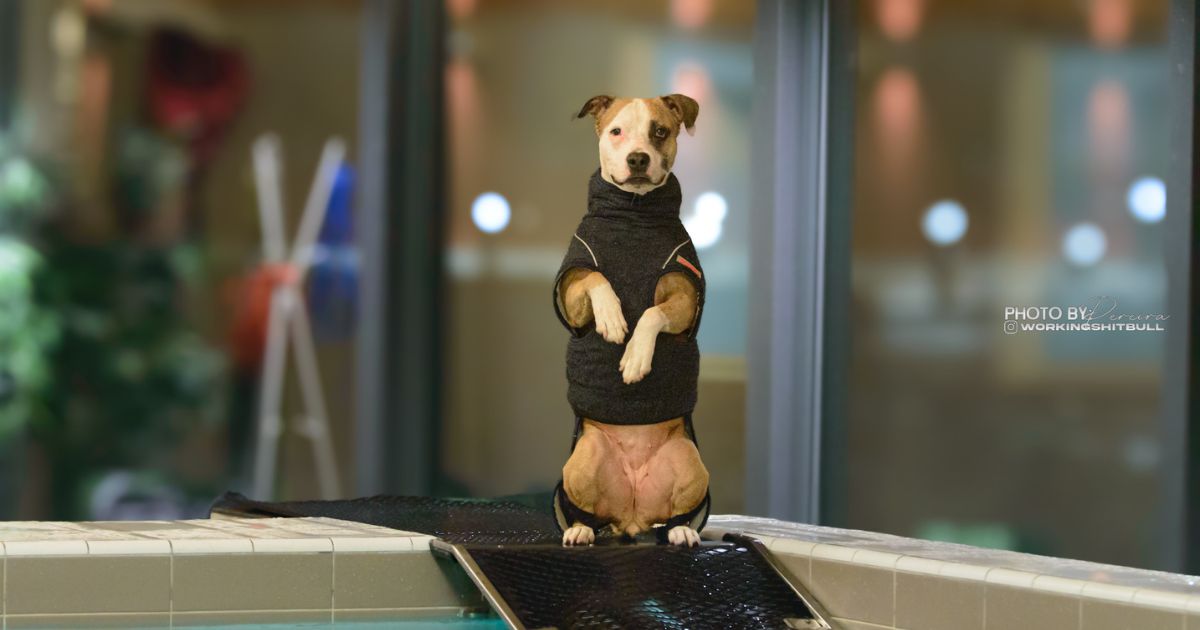 The dog, Keyla, sits with her paws up while wearing her Supreme 2.0 dog drying coat after a swim