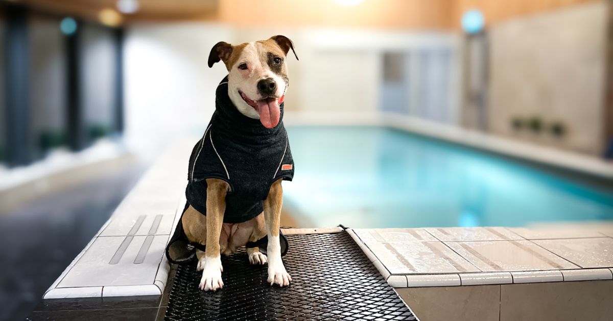 Keyla sits by the side of the pool in her blue Supreme 2.0 dog drying coat from Siccaro