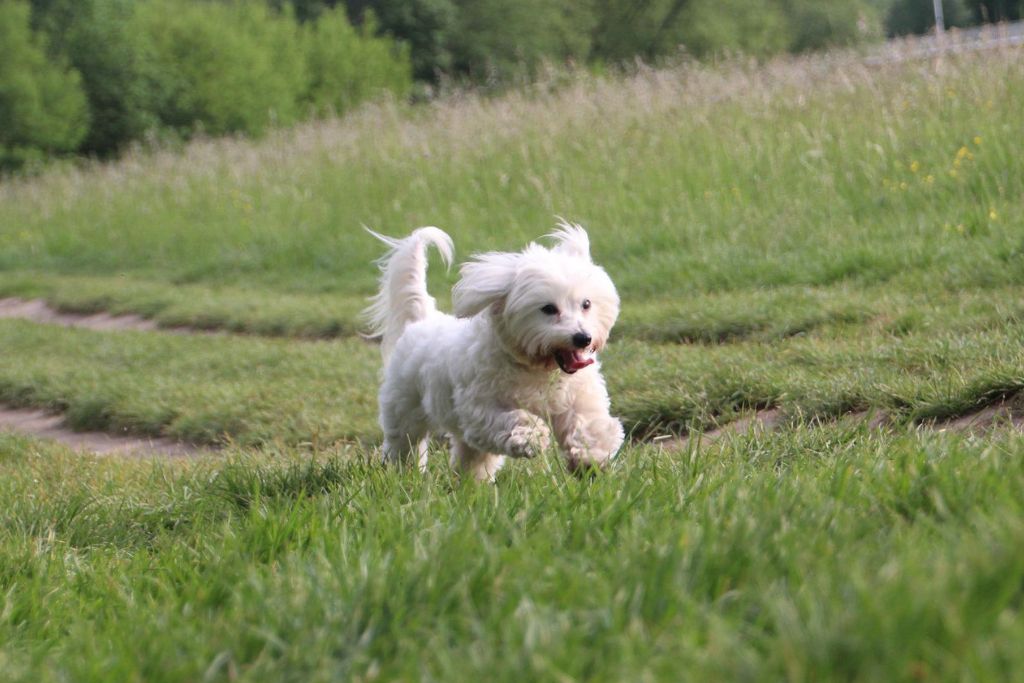 running cotton dog