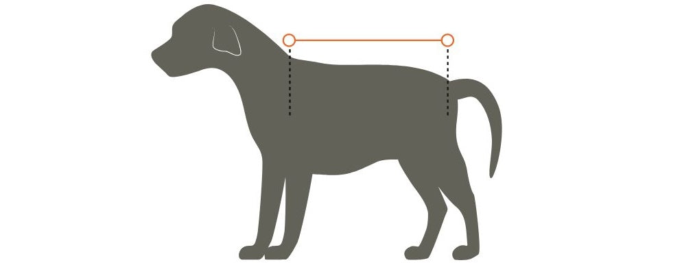 how to measure your dog's back