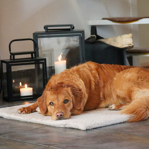 A wet dog laying and drying on a Siccaro FlexDog drying mat